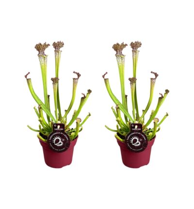 Sarracenia Farnhamii - 2 stuks - Ø12cm - ↕40cm