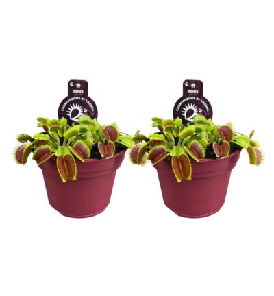 Dionaea Muscipula - 2 stuks - Ø12cm - ↕12cm