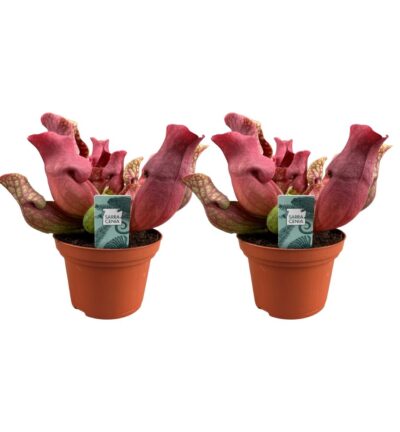 Sarracenia Maroon - 2 stuks - Ø12cm - ↕23cm