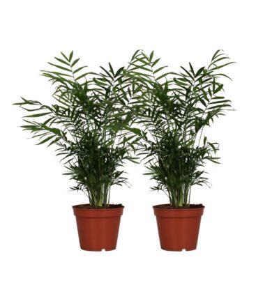 Chamaedorea Elegans - 2 stuks - Ø17cm - ↕55cm
