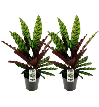 Calathea Lancifolia Insignis - 2 stuks - Ø14cm - ↕45cm