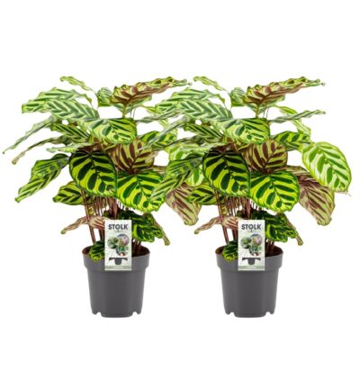 Calathea Makoyana - 2 stuks - Ø14cm - ↕45cm