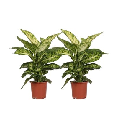 Dieffenbachia Mars - 2 stuks - Ø17cm - ↕50cm