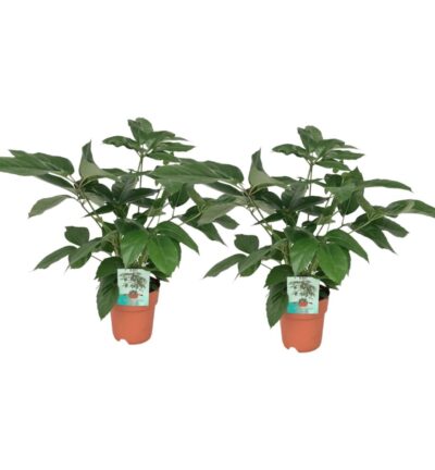 2x Schefflera Actinophylla ↕75 cm - Vingersboom ø19 cm