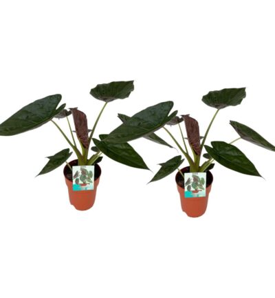 Alocasia Wentii (2 stuks) ↕85cm - Olifantsoor