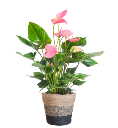 Anthurium Pink explosion met Lissabon mand zwart - 55cm - Ø17