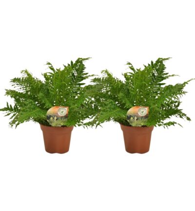 Blechnum Silver Lady - 2 stuks - Ø17cm - ↕50cm