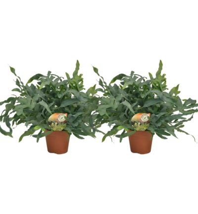 Phlebodium Blue Star - 2 stuks - Ø17cm - Ø60cm