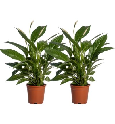 2x Spathiphyllum Vivaldi ↕70 cm - Lepelplant Ø17 cm