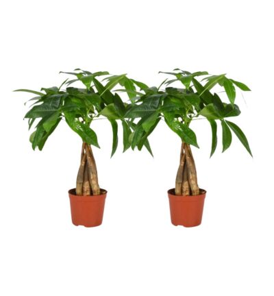 Pachira Aquatica Gevlochten Stam - 2 stuks - Ø12cm - ↕35cm