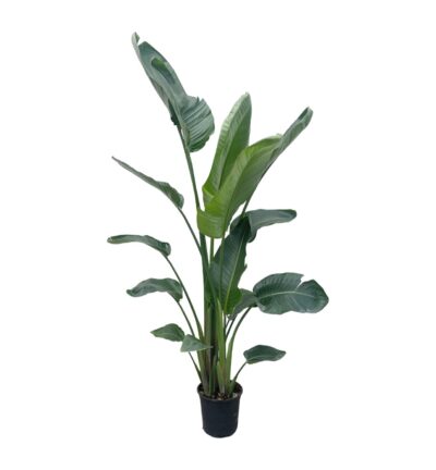 Strelitzia Nicolai XXL - 225 cm - ø27