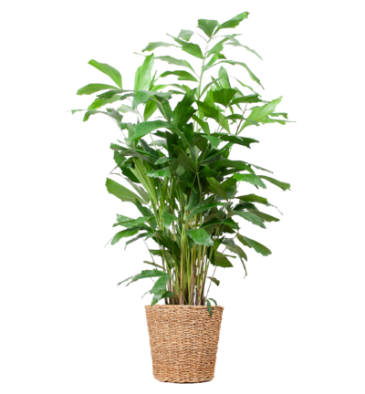 Caryota Mitis XL met mand Torun - 130cm - Ø24