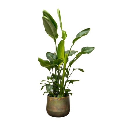 Strelitzia Nicolai de luxe XXL - 250cm - ø40