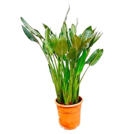Strelitzia Reginae XL - 160cm - ⌀30