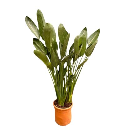 Strelitzia Reginae XL - 180cm - ø50