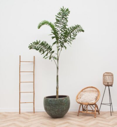 Wodyetia Bifurcata - 240cm - ø50