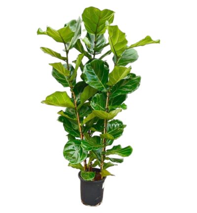 Ficus Lyrata struik ↕160 cm - Vioolbladplant Ø30 cm