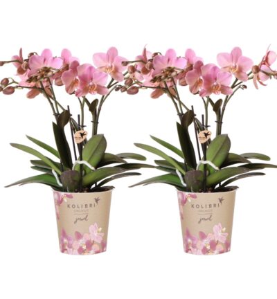 Kolibri Orchids I COMBI DEAL van 2 oud roze Phalaenopsis orchideeën - Treviso - potmaat Ø12cm | bloeiende kamerplant - vers van de kweker