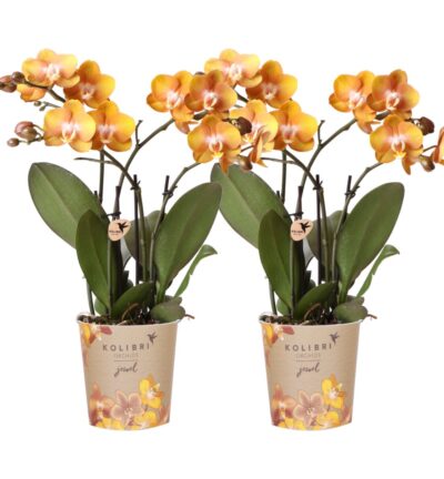 Kolibri Orchids I COMBI DEAL van 2 Phalaenopsis orchideeën - Las Vegas - potmaat Ø12cm | bloeiende kamerplant - vers van de kweker