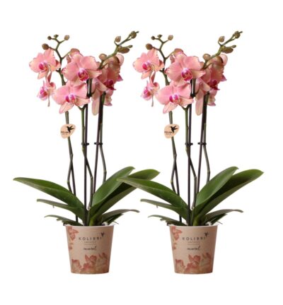 Kolibri Orchids I COMBI DEAL van 2 Phalaenopsis orchideeën - Pirate Picotee - potmaat Ø12cm | bloeiende kamerplant - vers van de kweker