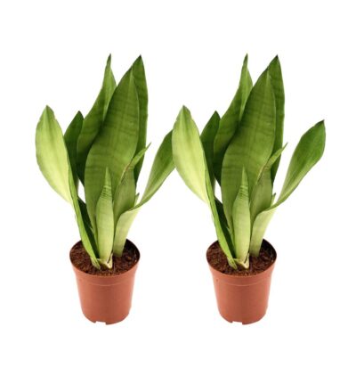Sansevieria Moonshine - 2 stuks - Ø12cm - ↕35cm