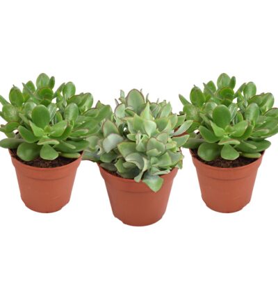 Crassula Gemengd - 3 stuks - Ø12cm - ↕20cm