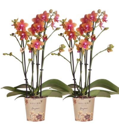 Kolibri Orchids I COMBI DEAL van 2 geurende oranje Phalaenopsis orchideeën - potmaat Ø12cm | bloeiende kamerplant - vers van de kweker