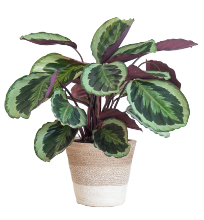 Calathea Medaillon met Lissabon mand wit - 65cm - Ø19