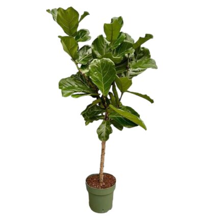Ficus Lyrata op stam ↕160 cm - Vioolbladplant Ø27 cm