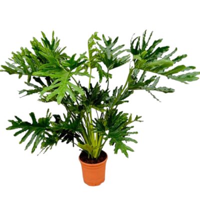 Philodendron Selloum - 150 cm - Ø30