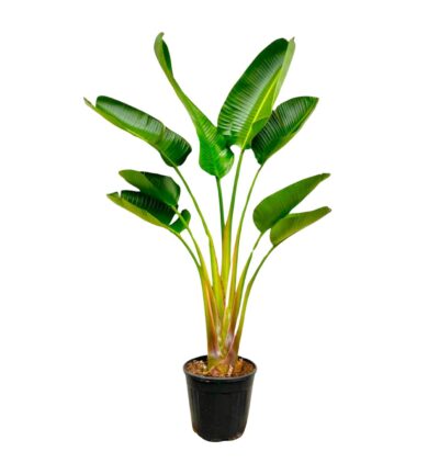 Strelitzia Augusta - 160 cm - Ø28