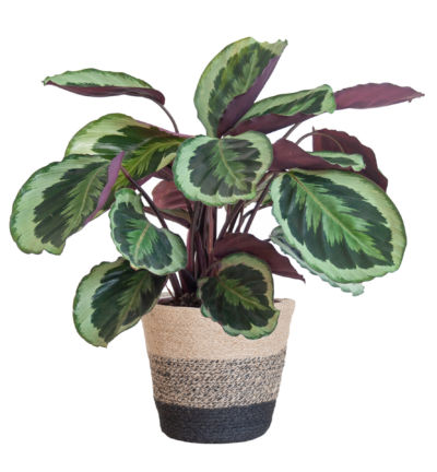 Calathea Medaillon met Lissabon mand zwart - 65cm - Ø21