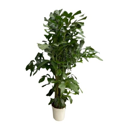 Caryota Mitis - 170 cm - Ø24