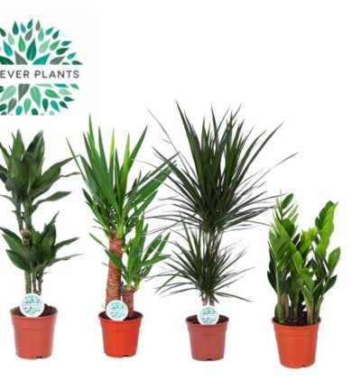 Kamerplanten Groen Mix Santos - 4 stuks - Ø17cm - ↕60-80cm