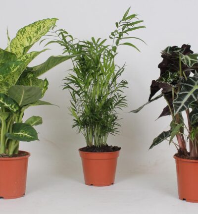 Binnenplanten Mix - 3 stuks - Ø17cm - ↕45-55cm