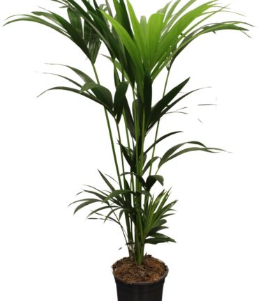 Howea Forsteriana (Kentia) 5 Pit 120-140cm - Ø21cm - ↕120cm