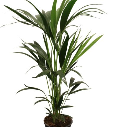 Howea Forsteriana (Kentia) 5 Pit 100-120cm - Ø21cm - ↕100cm
