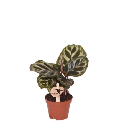 Kolibri Greens | Groene plant - Calathea Makoyana - groene kamerplant - vers van de kweker - Ø6cm