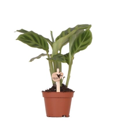 Kolibri Greens | Groene plant - Calathea - groene kamerplant - vers van de kweker - Ø6cm