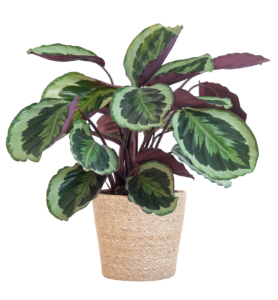 Calathea Medaillon met Sofia mand naturel - 65cm - Ø21