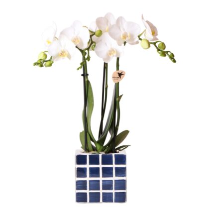 Kolibri Orchids | Witte phalaenopsis orchidee Amabilis + Mosa sierpot blauw - potmaat Ø9cm | bloeiende kamerplant - vers van de kweker