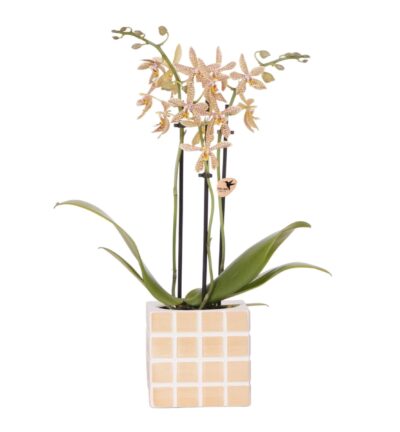Kolibri Orchids | oranje 'Spider' orchidee + Mosa sierpot oranje - potmaat Ø9cm | bloeiende kamerplant - vers van de kweker