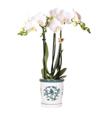 Kolibri Orchids | witte orchidee Amabilis + Malaga sierpot groen - potmaat Ø9cm | bloeiende kamerplant - vers van de kweker