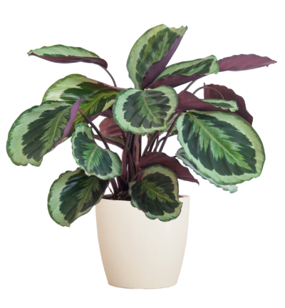 Calathea Medaillon met Viber wit - 65cm - Ø21