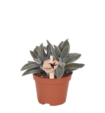 Kolibri Greens | Groene plant - Succulent Tarantula - groene kamerplant - vers van de kweker - Ø6cm