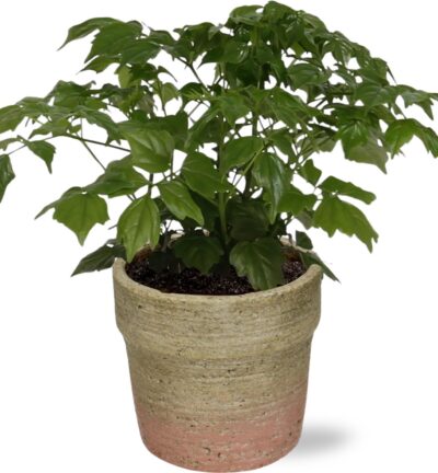 Radermachera Sinica - Ø12cm - ↕27cm + Invorno Pot D13,5x12,5cm - Naturel