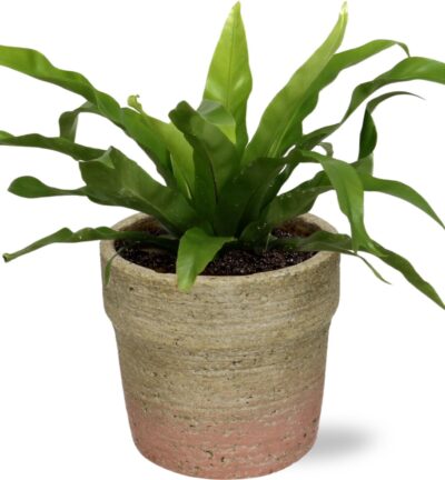 Asplenium Antiquum - Ø12cm - ↕25cm + Invorno Pot D13,5x12,5cm - Naturel