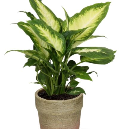 Dieffenbachia Camilla - Ø12cm - ↕35cm + Invorno Pot D13,5x12,5cm - Naturel