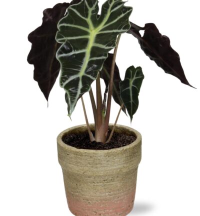 Alocasia Amazonica Polly - Ø12cm - ↕30cm + Invorno Pot D13,5x12,5cm - Naturel
