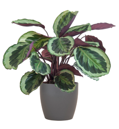Calathea Medaillon met Viber grijs - 65cm - Ø21